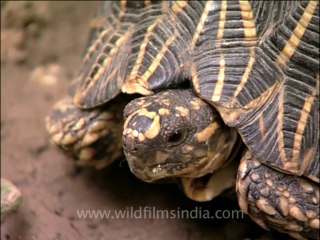 Delhi-star tortoise-mdv-376-12