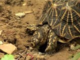 Delhi-star tortoise-mdv-376-5