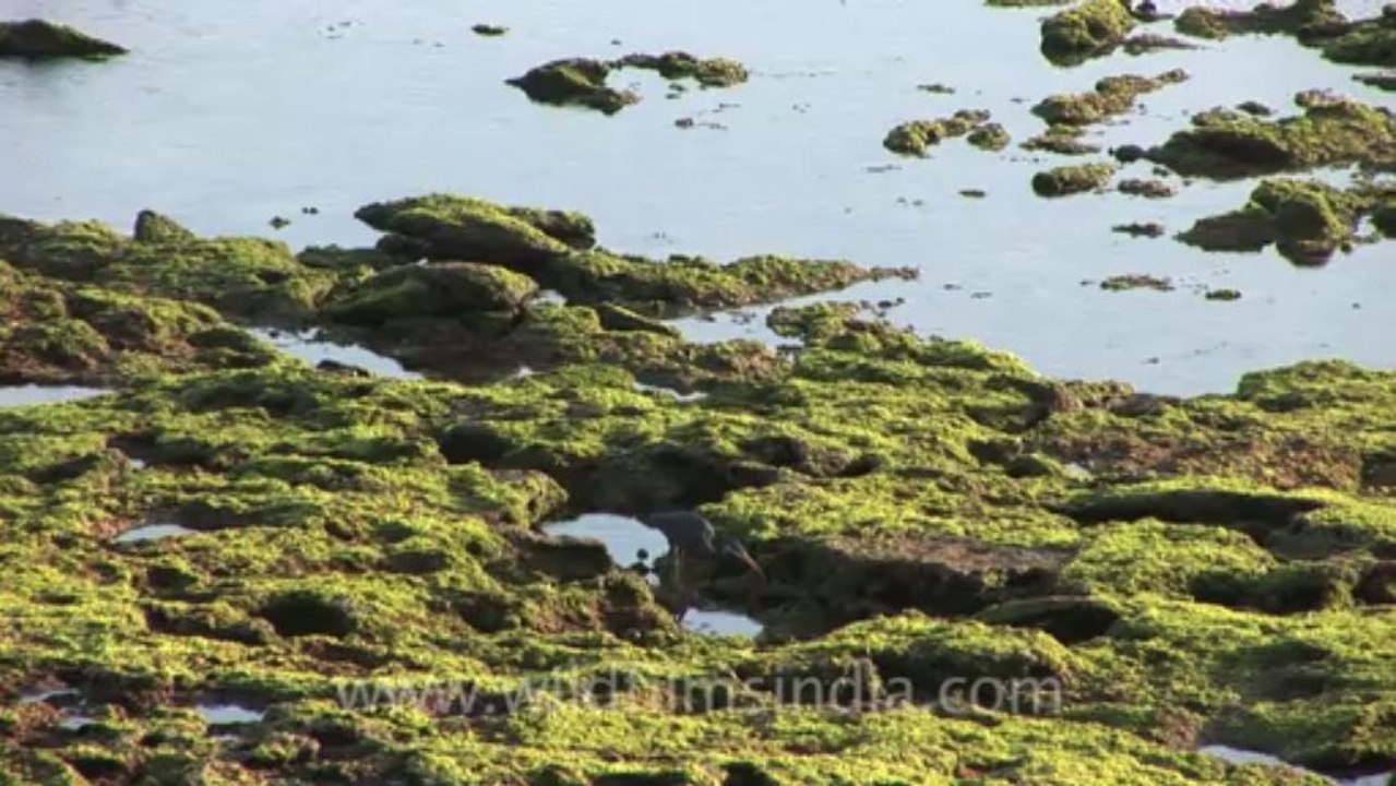 Dwarka-11