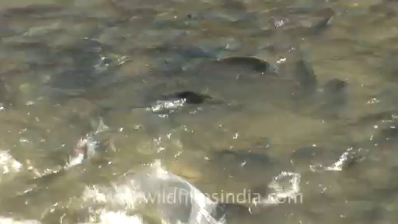 Dwarka-nageshwara temple-fish-37