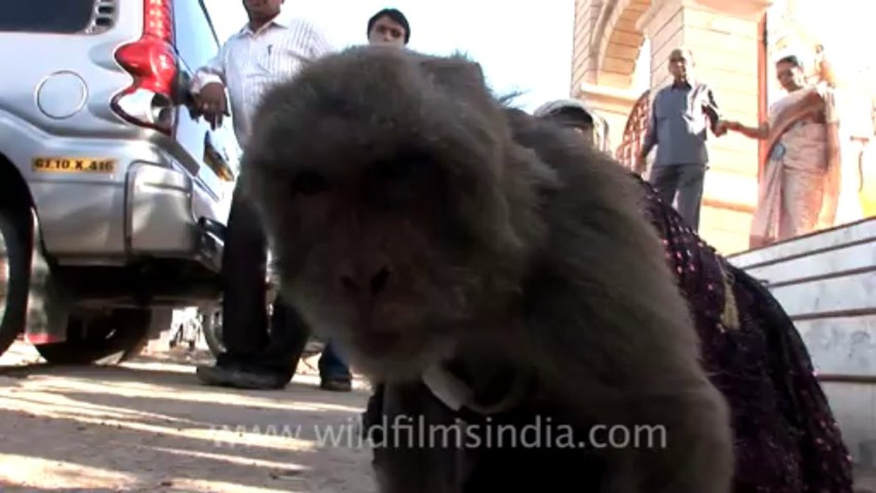 Dwarka-nageshwara temple-monkey-36