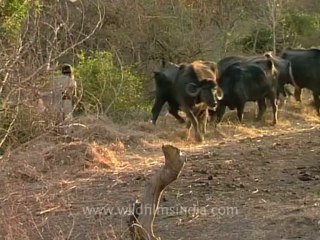 Gujarat-Gir-DVC-4a-1