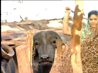 Gujarat-Gir-DVC-5c-1