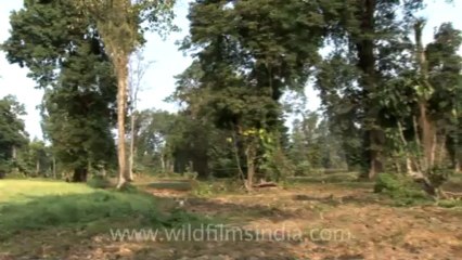 Hullock gibbon-hdv-fx-1-tape-12