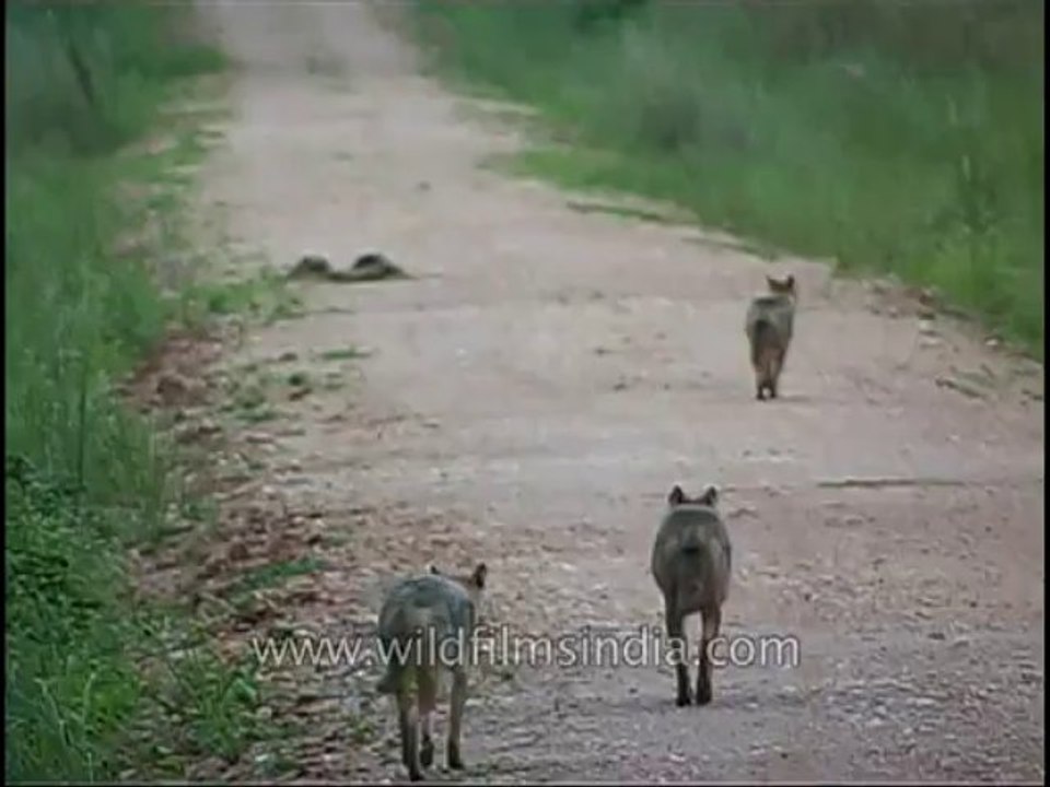 Kanha-animal-mdv-568-2