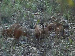 kanha-animals-mdv-543-31