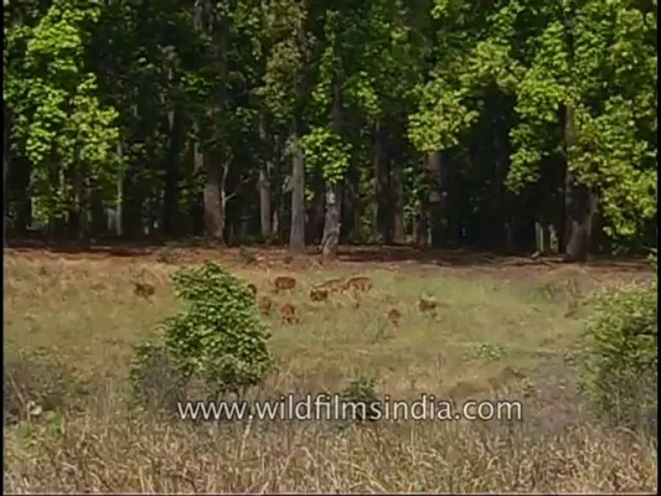 kanha-barasingha-mdv-543-35