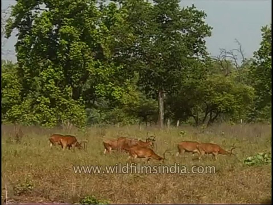 kanha-barasingha-mdv-543-36