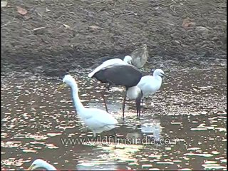 kanha-birds-mdv-542-17