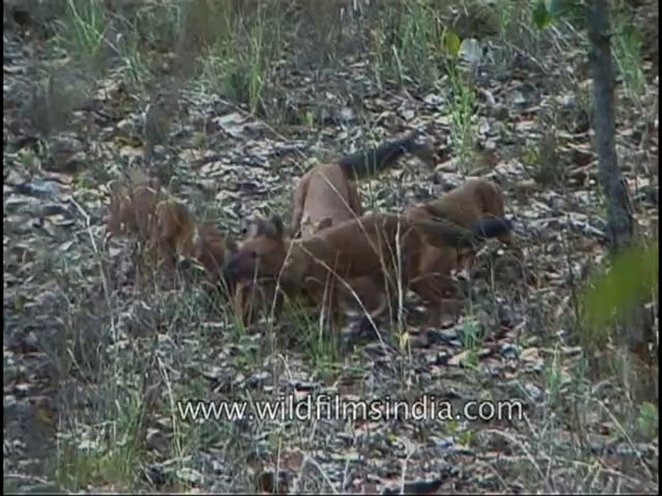 kanha-dhole-mdv-543-32