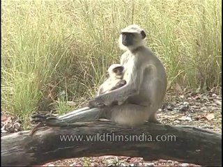 kanha-langur-mdv-542-5