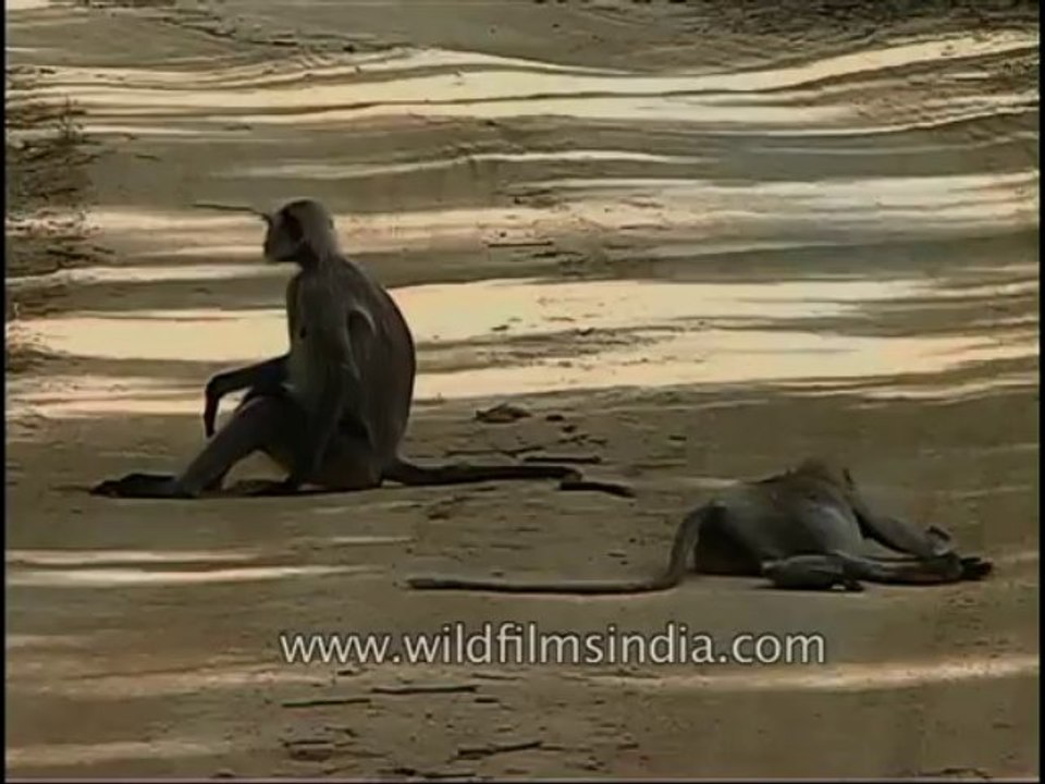 kanha-langur-mdv-543-34