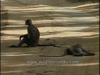 kanha-langur-mdv-543-34