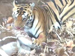 kanha-tiger-mdv-540-11