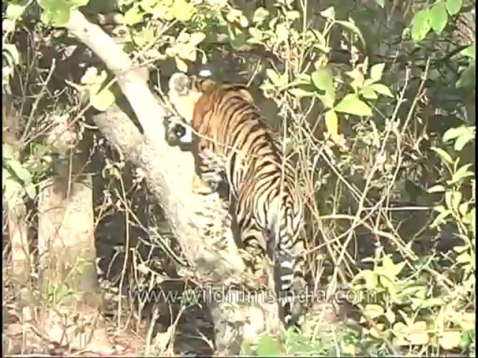 kanha-tiger-mdv-540-16