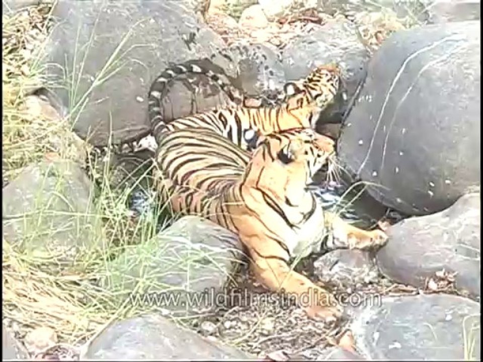 kanha-tiger-mdv-540-19