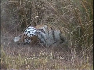 kanha-tiger-mdv-542-1