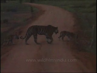 kanha-tiger-mdv-542-10