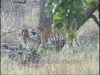 kanha-tiger-mdv-542-12