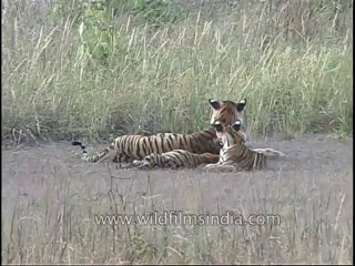 kanha-tiger-mdv-542-2