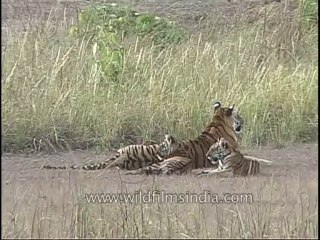 kanha-tiger-mdv-542-3