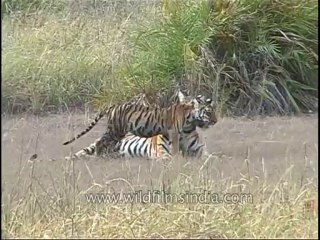 kanha-tiger-mdv-542-4