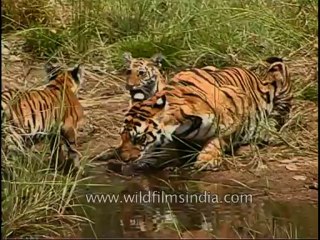 kanha-tiger-mdv-543-26