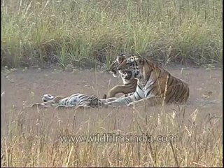 kanha-tiger-mdv-542-6
