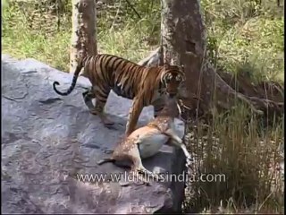 kanha-tiger-mdv-543-13