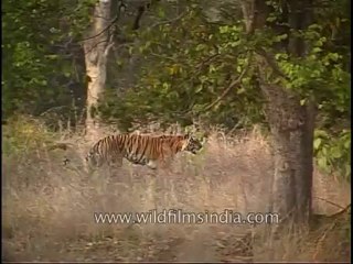 kanha-tiger-mdv-543-15