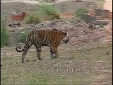 kanha-tiger-mdv-543-17