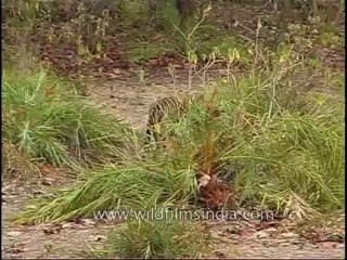 kanha-tiger-mdv-543-18