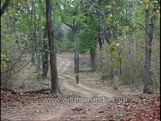 kanha-tiger-mdv-543-19