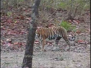 kanha-tiger-mdv-543-21