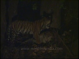kanha-tiger-mdv-543-23