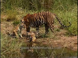 kanha-tiger-mdv-543-27
