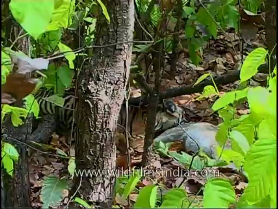 kanha-tiger-mdv-543-28