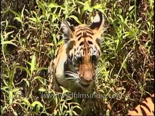 kanha-tiger-mdv-543-8