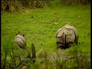 Rhino-kaziranga-mdv-1004-4