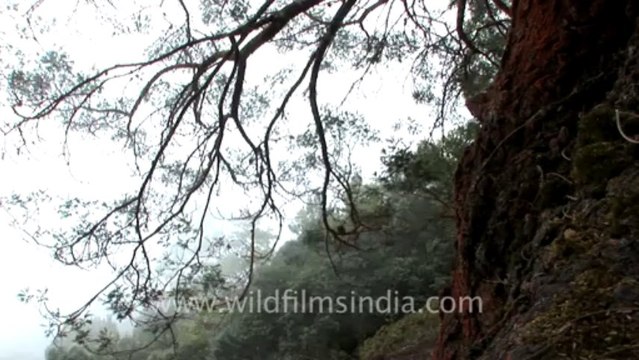 Kodaikanal-20-view from a hills