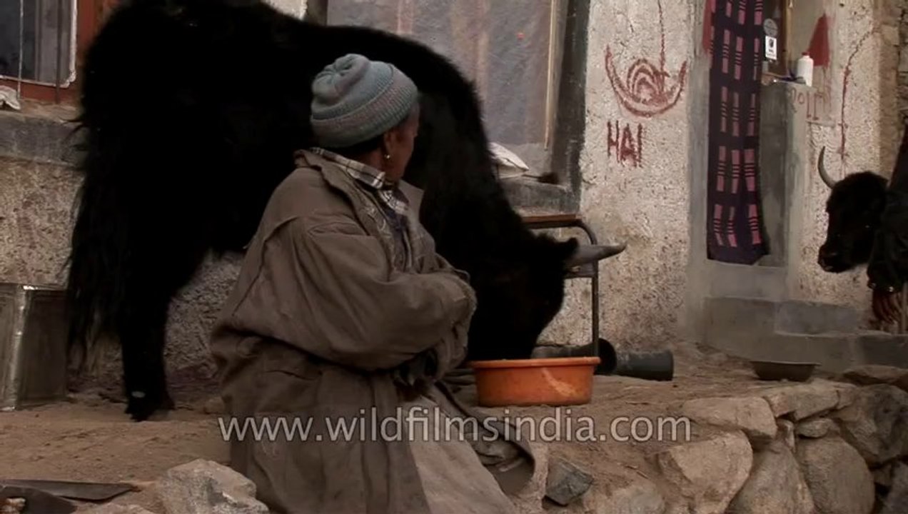 Ladakh-Yaks-fx-1-hdv-7-4