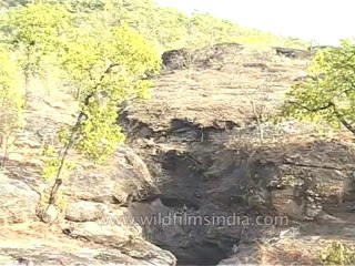 Langur-kanha-mdv-540-7