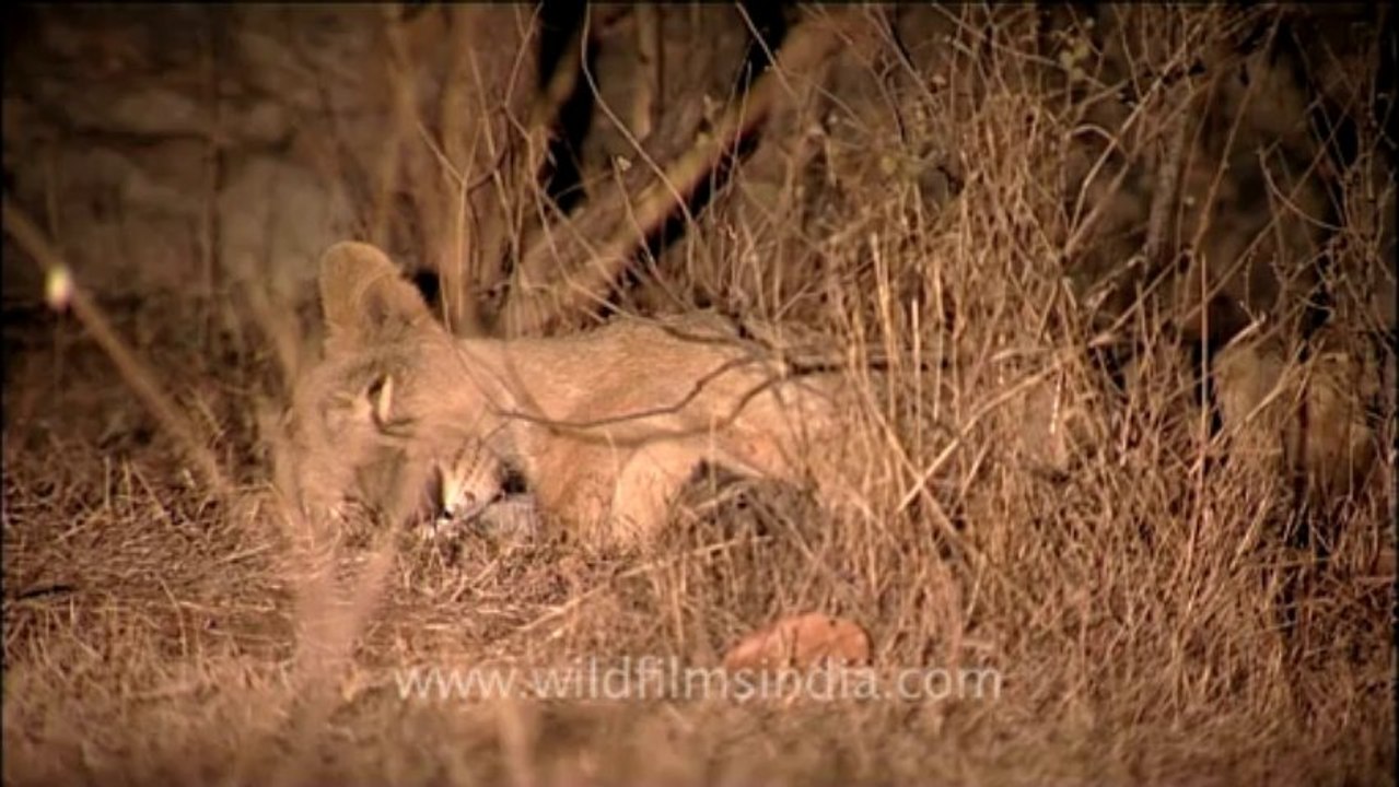 Lion-Gir-1
