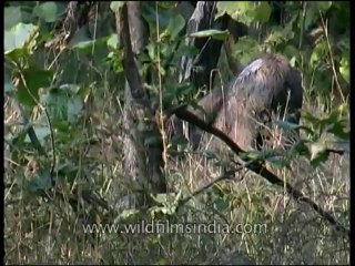 Panna-animal-mdv-129-17