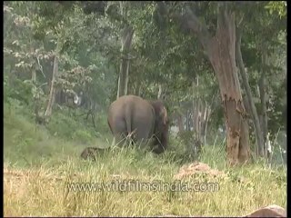 Panna-elephants-mdv-129-5