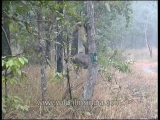 Panna-sambar-mdv-138-13