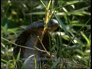 Panna-snake-mdv-138-12