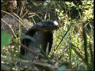 Panna-snake-mdv-138-9