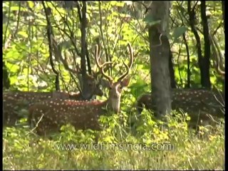 Panna-spotted deer-mdv-129-4