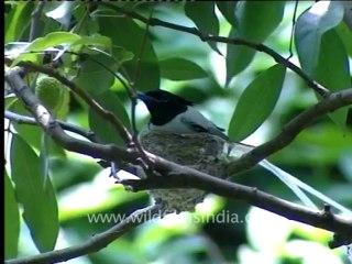 Paradise Flycatcher-1